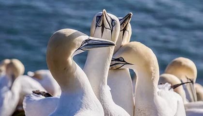 九游9游-埃及赛制解析：本土赛事如何影响国际大赛表现，埃及联赛